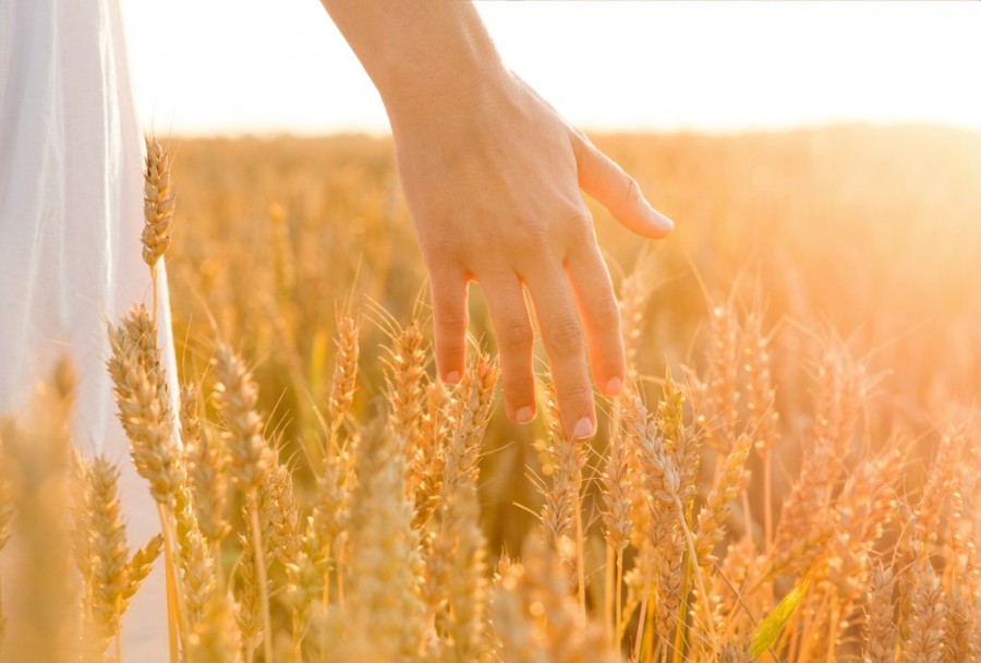 Qu'est-ce que l'épi de blé porte-bonheur ?